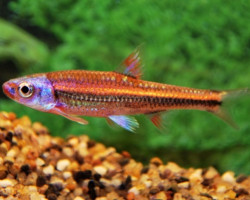 Notropis Chrosomus Type 2 S""