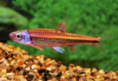 Notropis Chrosomus Type 2 S""