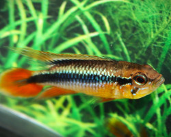 Apistogramma Agassizii M