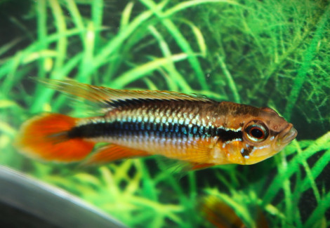 Apistogramma Agassizii M