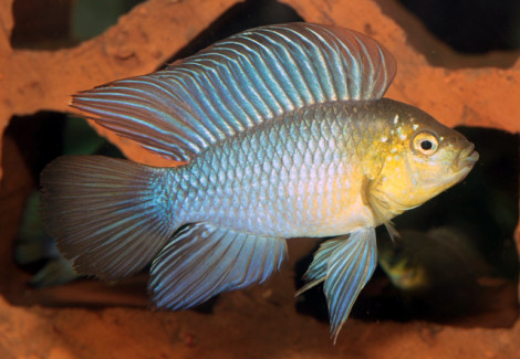 Apistogramma Borelli M