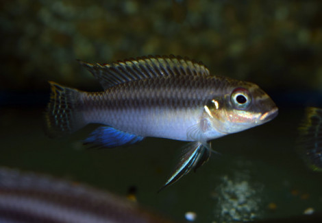 Pelvicachromis Signatus M