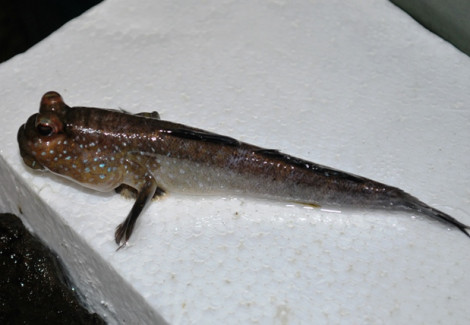 Periophtalmus Barbus M