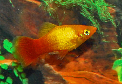 Platy Neon Marigold M