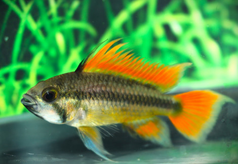 Apistogramma Cacatuoides Orange M