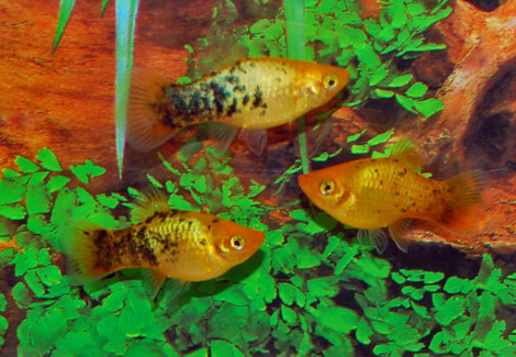 Platy Neon Gold Spotted M