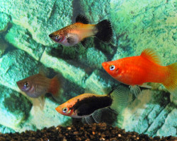 Platy Mix M