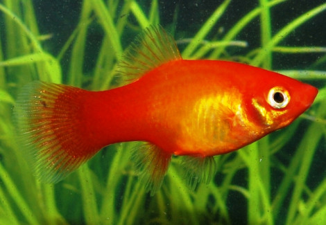 Platy Marigold M