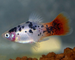 Platy Red White Spotted S/M