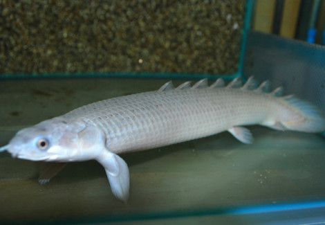 Polypterus Senegalus S