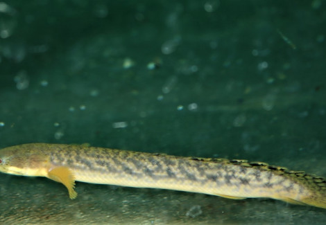 Polypterus Palmas M