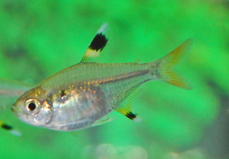 Pristella Maxillaris M