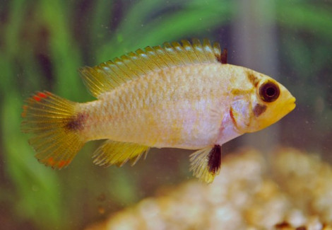 Apistogramma Pandurini M