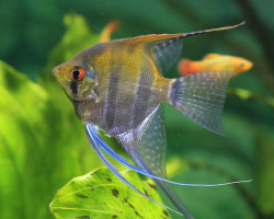 Pterophyllum Cf. Scalare Peru L