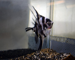 Pterophyllum Sc. Panda M