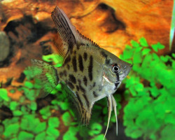 Pterophyllum Sc. Leopard M