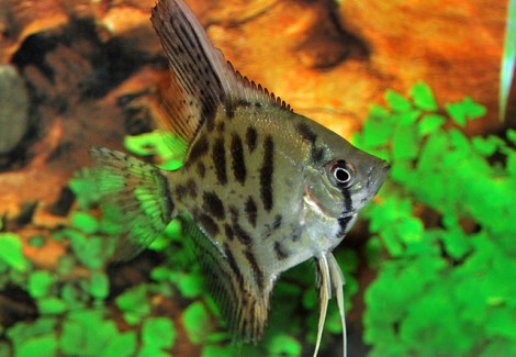 Pterophyllum Sc. Leopard M