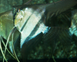 Pterophyllum Cf. Scalare Brasil L