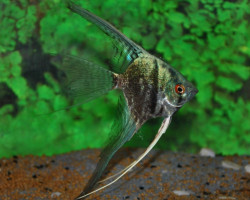 Pterophyllum Sc. Smokey M