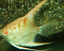 P. Scalare Manacapuru Albino M