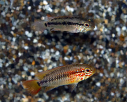 Apistogramma Viejita Red M