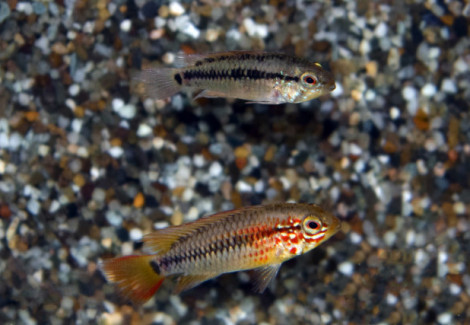 Apistogramma Viejita Red M