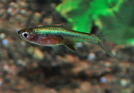 Rasbora Axelrodi Neon Green M