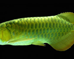 Scleropages Formosus Green 15-17Cm