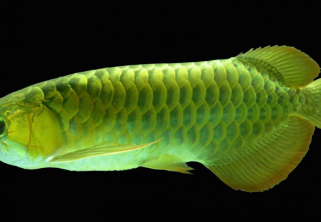 Scleropages Formosus Green 15-17Cm