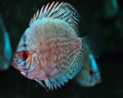 Discus Cobalt Blue S/M