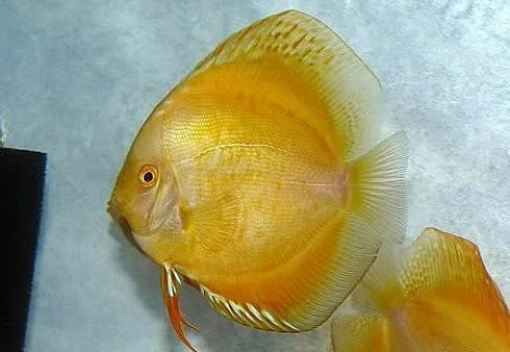 Discus Crystal Yellow S/M