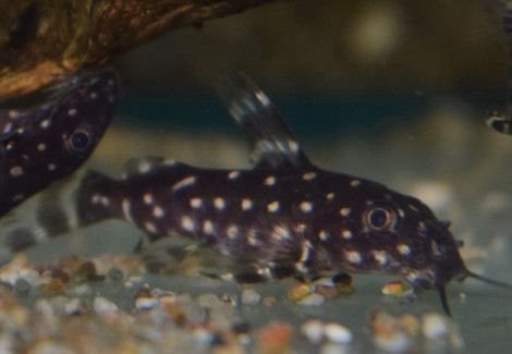 Synodontis Angelicus M/L