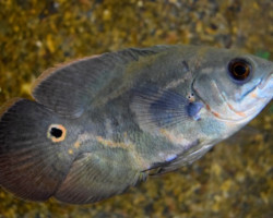 Astronotus Ocellatus M/L