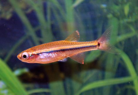 Tanichthys Micagemmae M