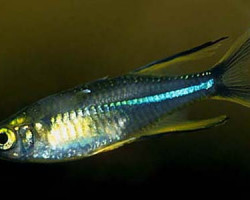 Marosatherina Ladigesi M