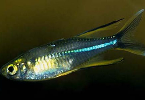 Marosatherina Ladigesi M