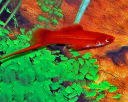 Xipho. Helleri Red M