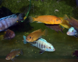 Cynotilapia Afra Mixed S