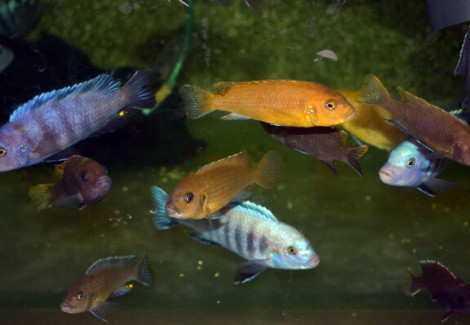 Cynotilapia Afra Mixed S