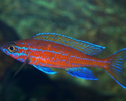 Paracyprichromis Nigripinnis Blue Neon L