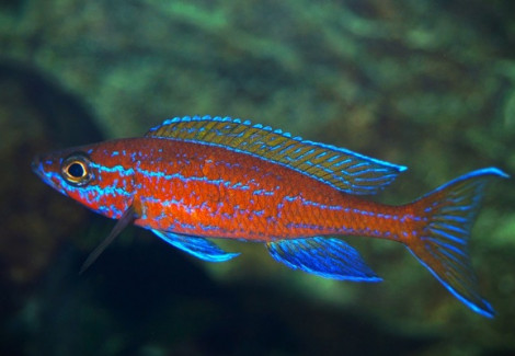 Paracyprichromis Nigripinnis Blue Neon L