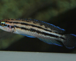 Julidochromis Dickfeldi S/M