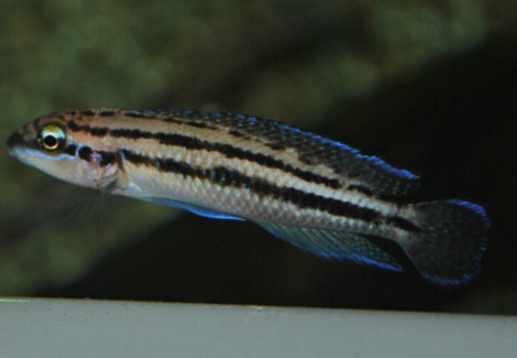 Julidochromis Dickfeldi S/M