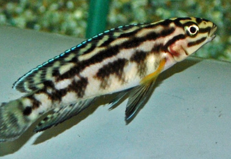 Julidochromis Marlieri S