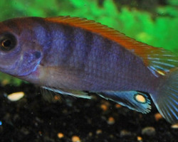 Labidochromis Sp. Hongi Super Redtop M