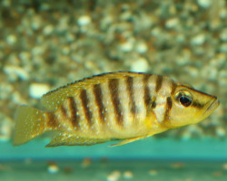 Altolamprologus Compres. Goldhead M