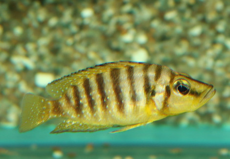 Altolamprologus Compres. Goldhead M