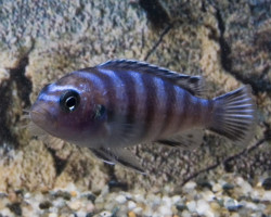 Pseudotropheus Demasoni S