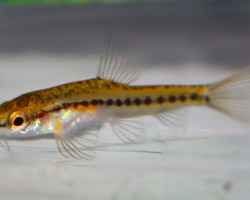 Petruichthys Sp. Rosy M