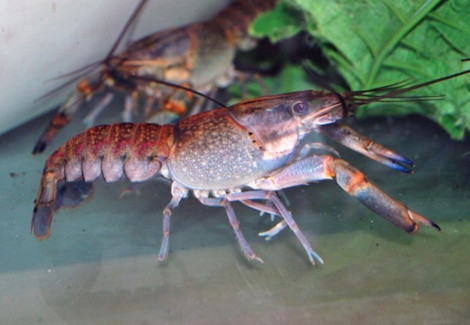 Cherax Quadricarinatus S/M